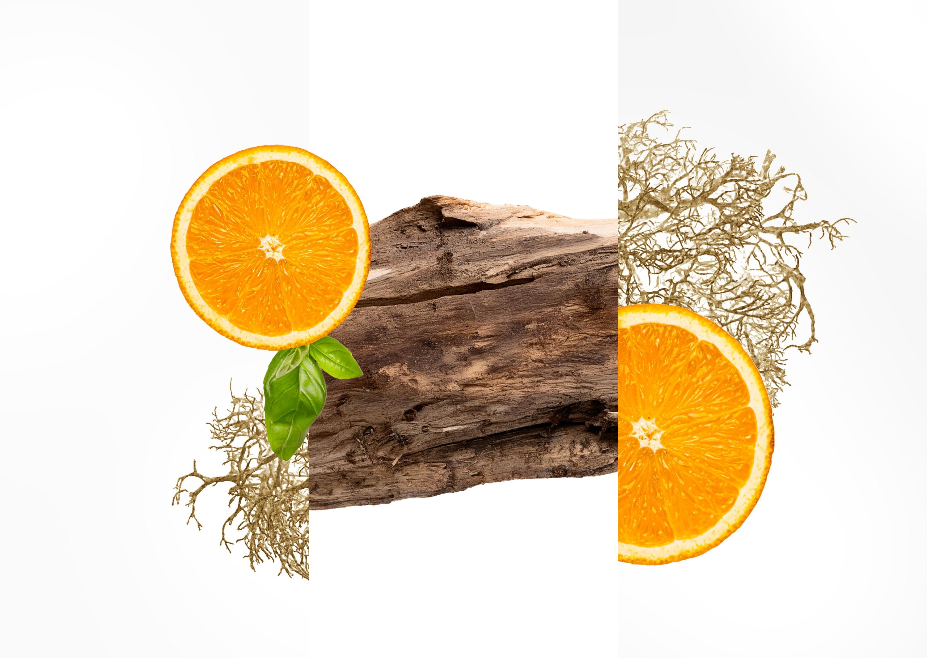 WhatsApp Image 2026-02-08 at 11.45.56